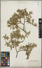 Foto von Salix lemmonii Bebb